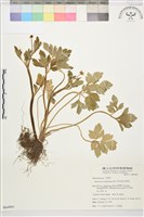 水辣菜、禺毛茛藏品圖，第1張