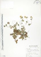 登錄號:S064996藏品圖，第1張