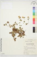 登錄號:S064996藏品圖，第2張