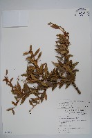 臺灣小蘗藏品圖，第1張