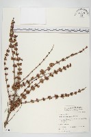 臺灣馬桑藏品圖，第1張