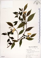華八仙藏品圖，第1張