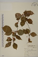 大葉南蛇藤藏品圖，第1張