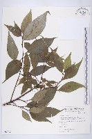 臺灣青莢葉藏品圖，第1張