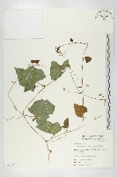 黑果馬交兒藏品圖，第1張