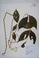 日本牛膝藏品圖，第1張