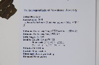 日本牛膝藏品圖，第2張