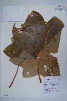 八角蓮藏品圖，第1張