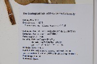 八角蓮藏品圖，第2張