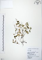 小椒草藏品圖，第1張