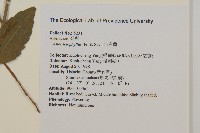 山白蘭藏品圖，第2張