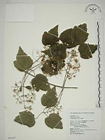 串鼻龍藏品圖，第1張