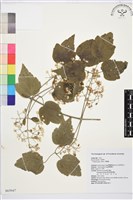 串鼻龍藏品圖，第2張