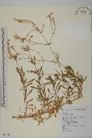 蠅子草藏品圖，第1張