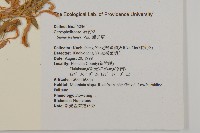 蠅子草藏品圖，第2張