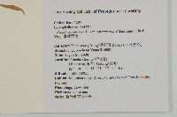 臺灣瞿麥藏品圖，第2張