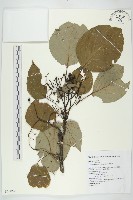 燈台樹藏品圖，第1張