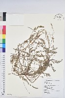 葉下珠、珠仔草藏品圖，第1張