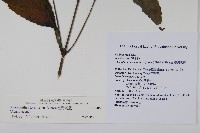 臺灣馬藍藏品圖，第2張