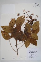 登錄號:S065064藏品圖，第1張