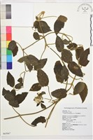 銹毛鐵線蓮藏品圖，第1張