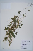 南天牛膝藏品圖，第1張