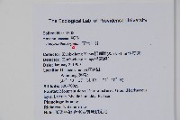 南天牛膝藏品圖，第2張