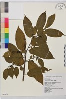 桶鉤藤藏品圖，第1張