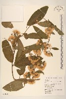 過山龍藏品圖，第1張