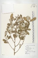 宜梧藏品圖，第1張