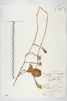 馬鞍藤藏品圖，第1張