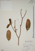 蘭嶼馬蹄花藏品圖，第1張