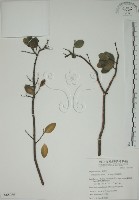 南嶺蕘花藏品圖，第1張