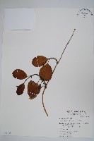 爬森藤藏品圖，第1張