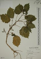 燈籠草藏品圖，第1張