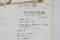 印度牛膝、土牛藤藏品圖，第2張