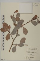 蘭嶼裸實藏品圖，第1張