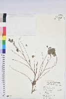 紅仔珠藏品圖，第1張