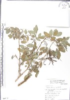 尖葉木藍藏品圖，第1張