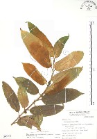 對葉榕藏品圖，第1張