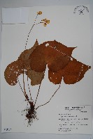 蘭嶼秋海棠藏品圖，第1張