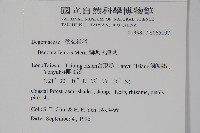 蘭嶼秋海棠藏品圖，第2張