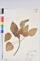 紅頭鐵莧、蘭嶼鐵莧藏品圖，第1張