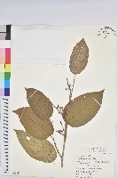 紅頭五月茶藏品圖，第1張