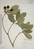 蘭嶼海桐藏品圖，第1張