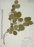 白木蘇花藏品圖，第1張