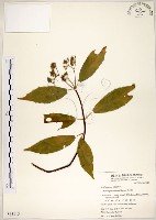 華八仙藏品圖，第1張