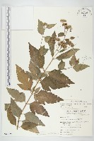 台灣澤蘭藏品圖，第1張