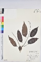 披針葉饅頭果藏品圖，第1張