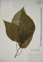 幹花榕藏品圖，第1張